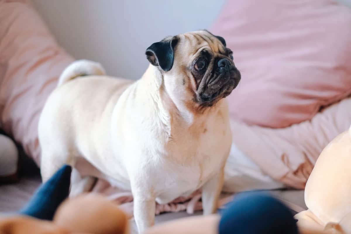 Husky Pug Mix Appearance and Physical Traits