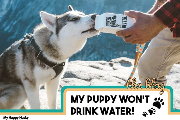 Puppy Drinking Water Schedule / Feeding Newborn Puppies