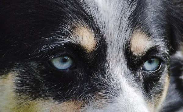 rottsky eyes