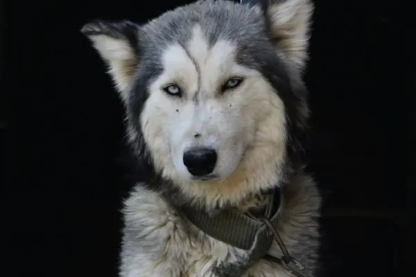 sad husky