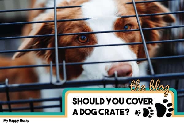 putting blanket over dog crate