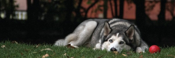 tired husky