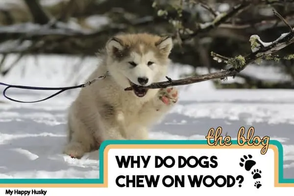why do dogs chew on wood