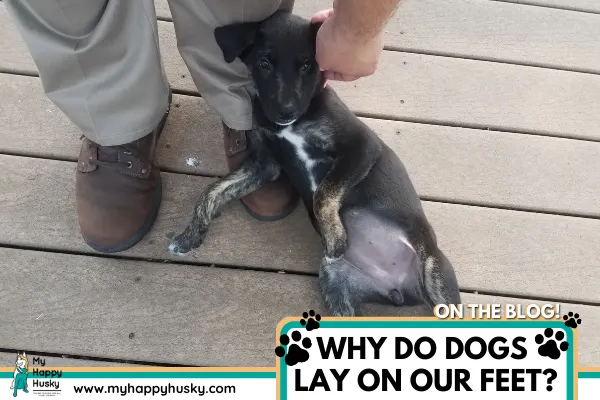 why-do-dogs-lay-on-our-feet