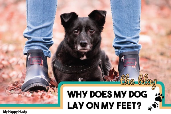 why does my dog lay on my feet