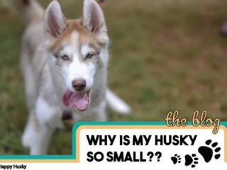 can 5 week old husky be bathed