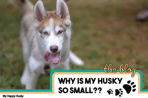 small husky dog breed