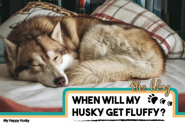 why isnt my husky fluffy