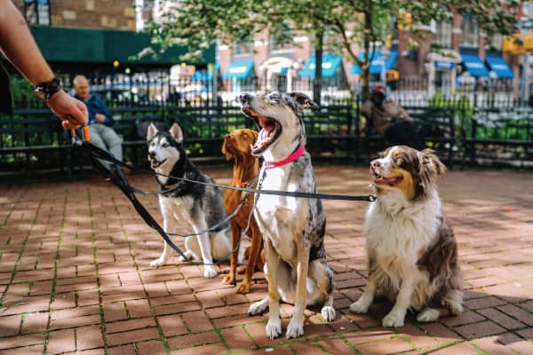 10 Breeds That Get Along Well With a Husky
