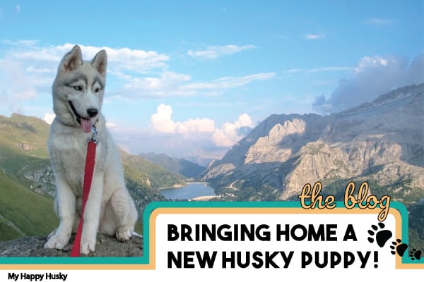 bringing home a new husky puppy