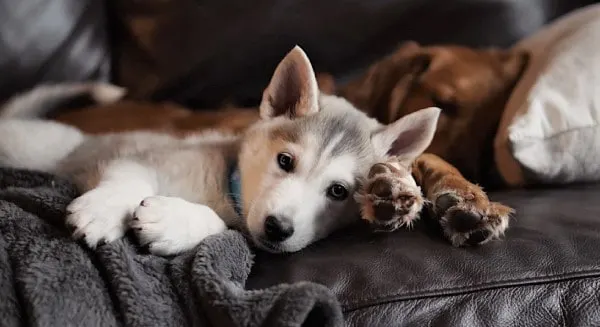 Husky Puppy Supplies