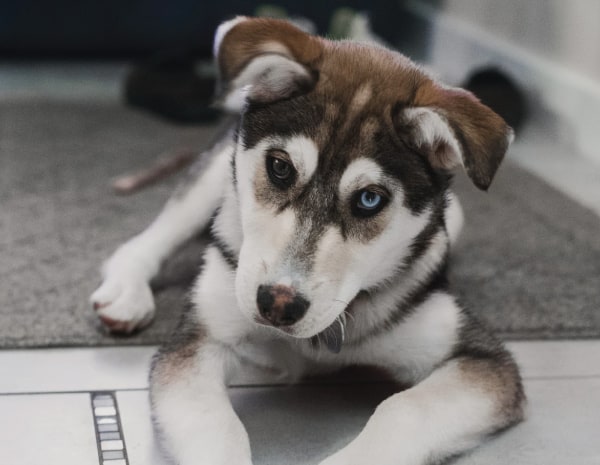 husky puppy with floppy ears