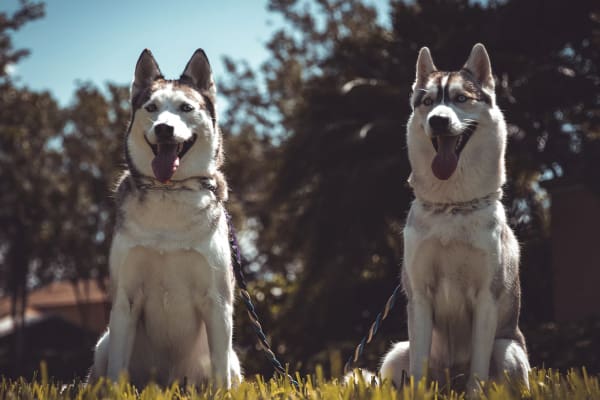 are siberian huskies better in pairs