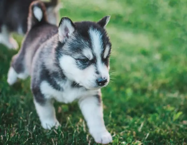 husky puppy with erect ears