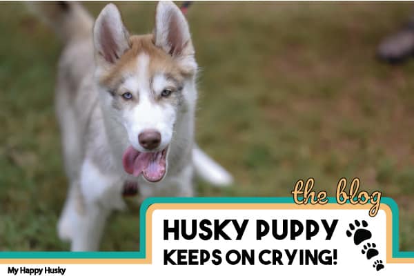 husky puppy wont stop crying