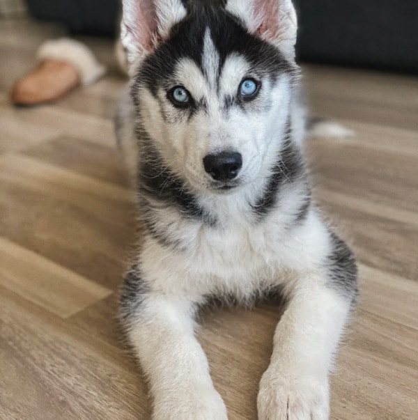 husky puppy