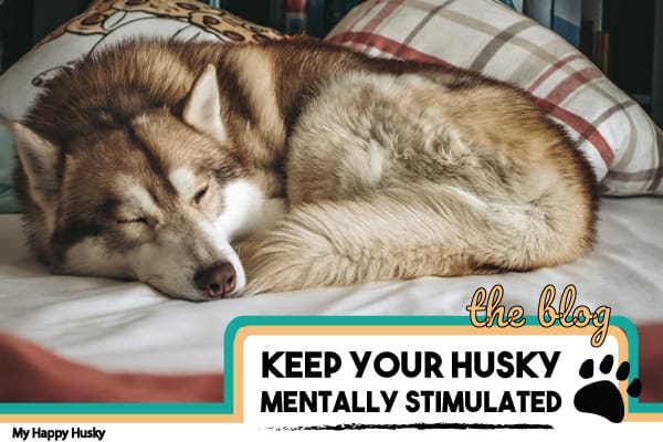 ways to mentally stimulate your husky