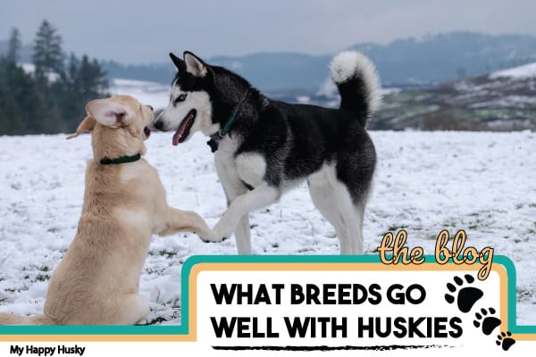 can you raise a lab and husky together