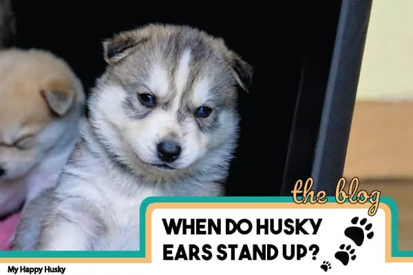 when do husky ears stand up