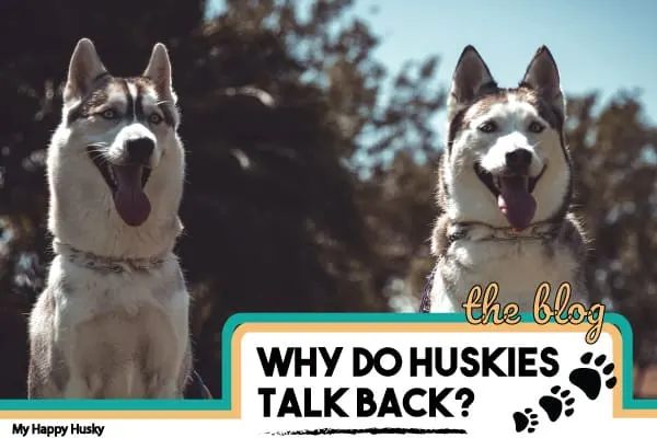 why do huskies talk