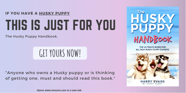 How Much Does a Siberian Husky Cost? USA Pricing Guide