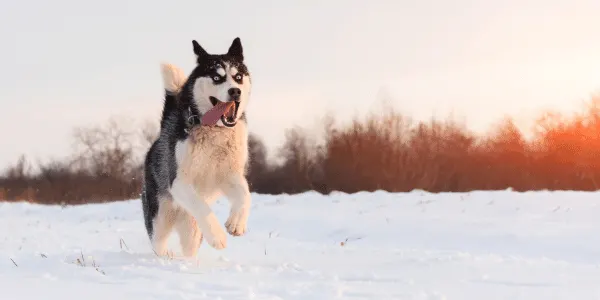 running with your husky