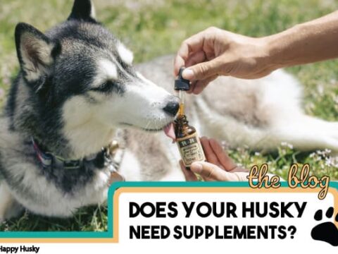 Supplements For Siberian Huskies Must Read Before Buying