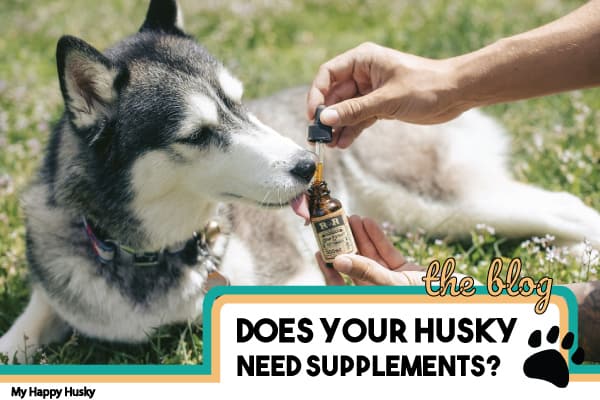 Supplements For Your Husky: Must-Read Before You Buy