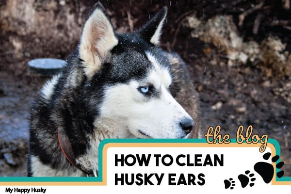 How To Clean a Husky’s Ears (Safe & Easy Way)