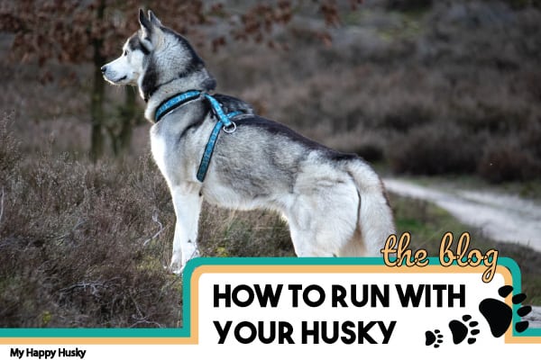 siberian husky running