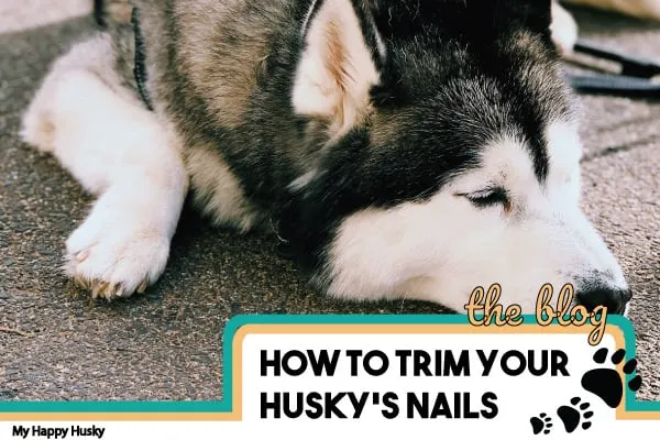 how to cut husky nails