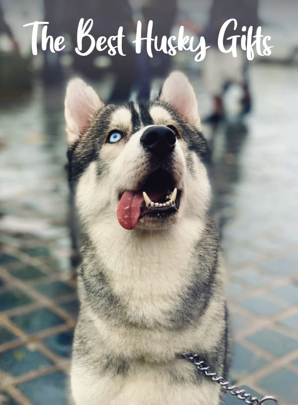 15 Gifts Perfect For Husky Owners Funny Cute My Happy Husky