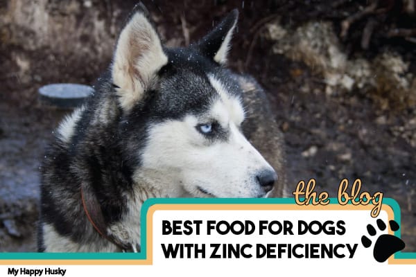 Best Dog Food For Zinc Deficiency 