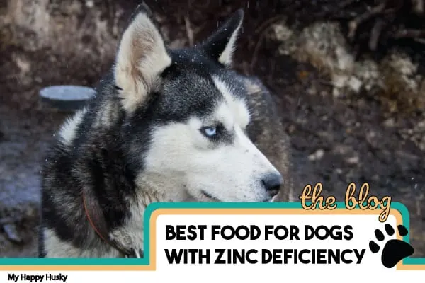 best dog food for zinc deficiency
