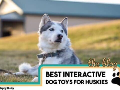 Interactive Puzzle Toys For Huskies