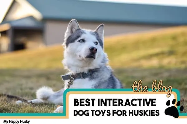 best interactive dog toys for huskies