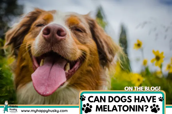 can-dogs-have-melatonin