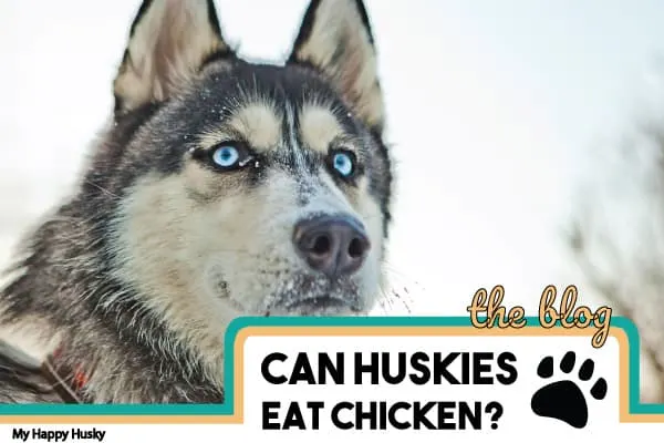 can huskies eat chicken