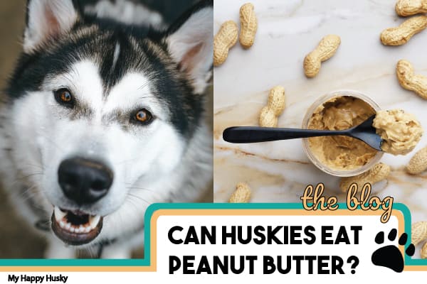 can huskies eat peanut butter