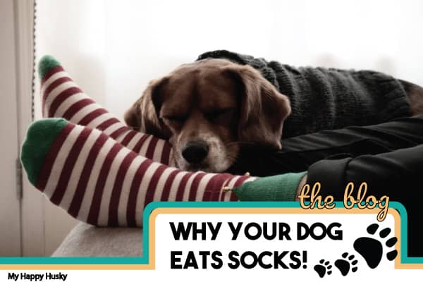 why your dog eats socks