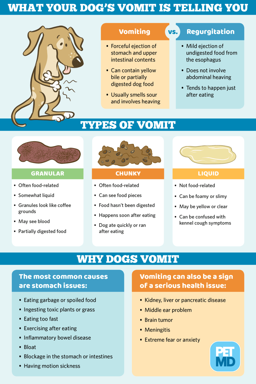 dog throwing up undigested food 8 hours after eating