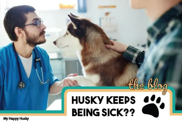 my husky keeps being sick