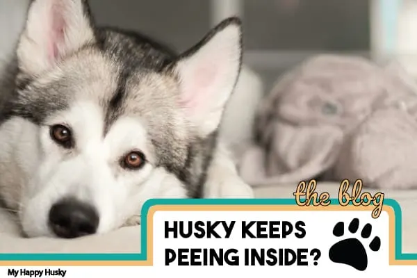 my husky keeps peeing in the house