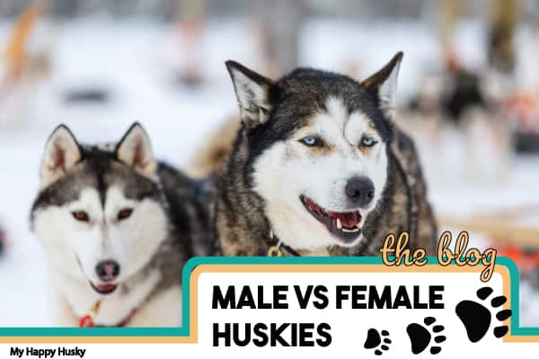 Husky Size For Girls