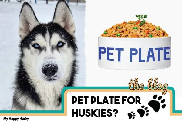 pet plate review siberian husky