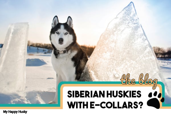 best shock collar for husky