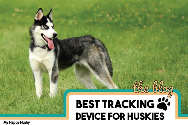 tracking device for huskies