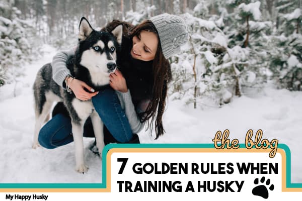 Best Siberian Husky Grooming Equipment