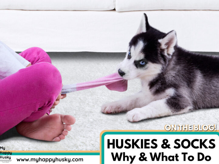 why-husky-chews-socks