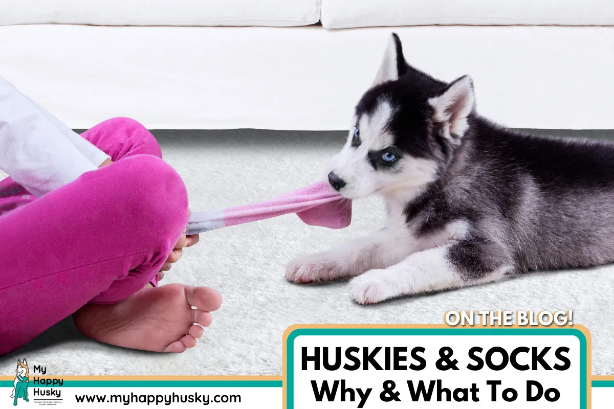 why-husky-chews-socks